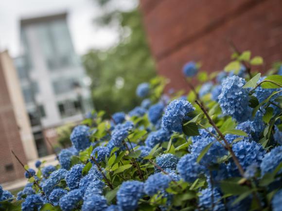 Blooming blue hydrangea in front of New Hall
