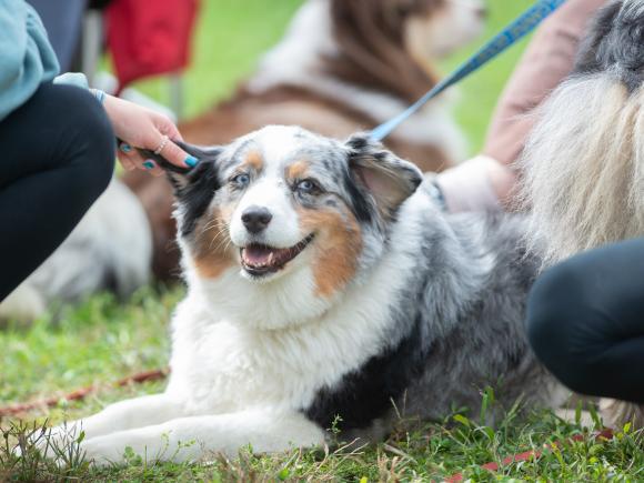 An aussie dog is laying on the green seemingly smiling while being pet by people