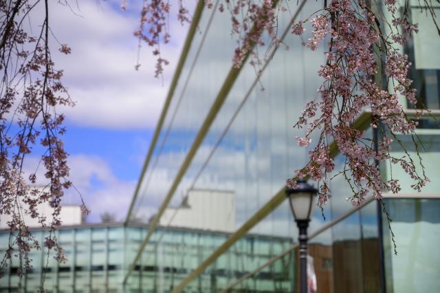 Flowering trees frame the blue sky and clouds as they reflect off of the exterior of the Stevens Science Center
